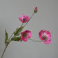 Type B Rose Red