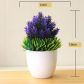 songzhenboluo violet