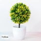 xingxingqiu yellow