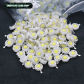Cold White 100pcs