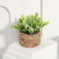 Plant 02