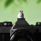 Short-eared rabbit D