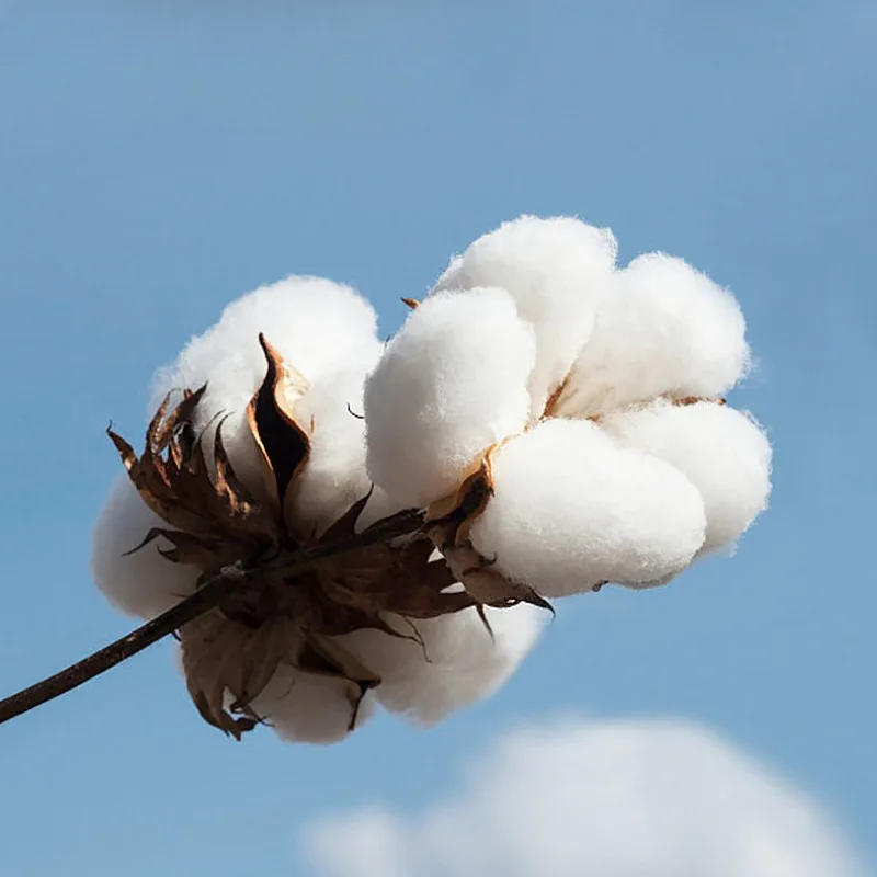 Description Picture 4 of item0-5 Years Old Baby Walking Socks Loose Mouth Mid Slevees Cotton Socks Boneless Babies Glue Dots Non Slip Children's Floor Socks