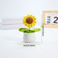 sunflower-1