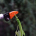 Slide image 8ed45f6f0fc245f2bb26a4e6b736f937