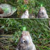 Slide image 665535d1f37e4f6da6cb1c3a9fc1d9d6