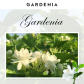 Gardenia