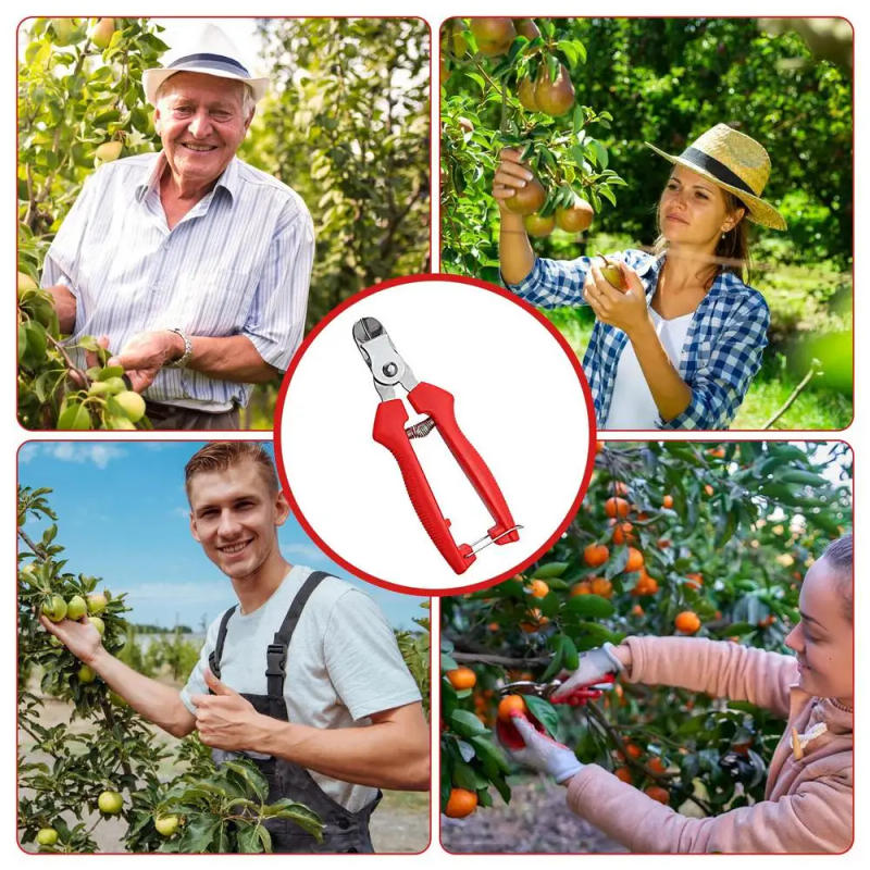Description Picture 5 of itemFruit Picking Scissors Ergonomic Gardening Hand Tools Stainless Steel Curved Design Gardening Hand Tools For Apples Pears