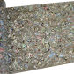 Abalone