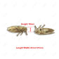Cicada1