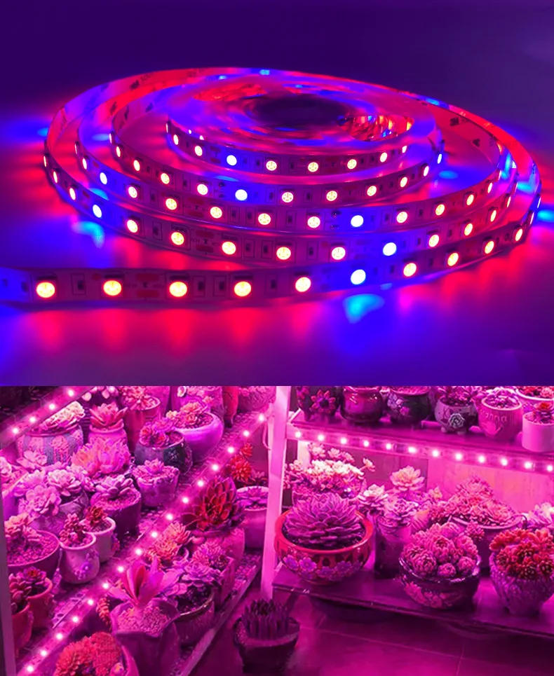 Description Picture 5 of itemTuya WiFi DC12V Led Grow Light Strip Smart Dimmer 5M Kit 5050 Flexible Phytolamp Greenhouse Hydroponic Tuya APP for Alexa Google