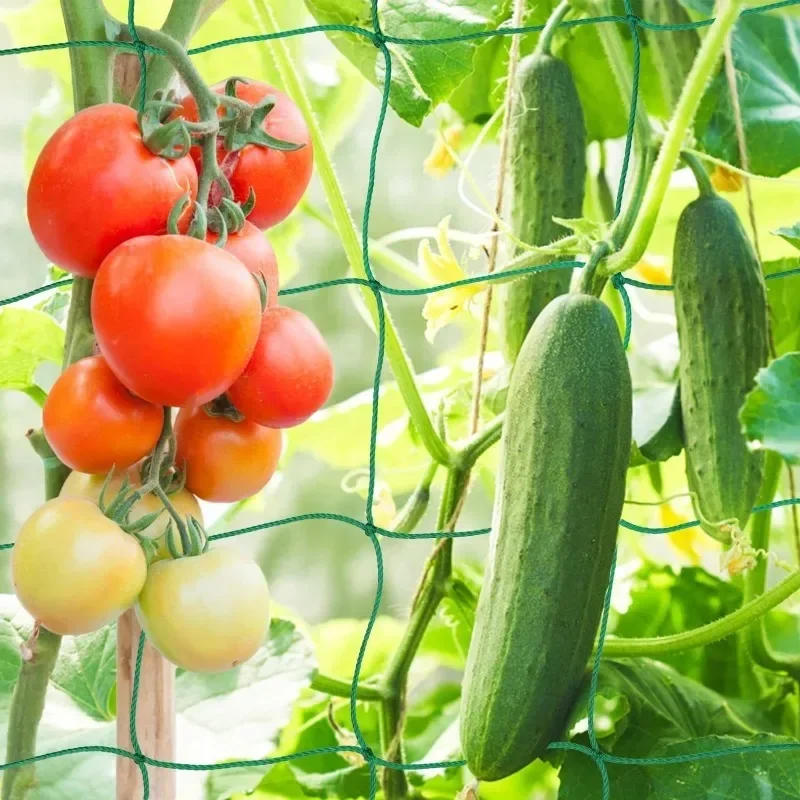 Description Picture 5 of itemPlant Climbing Netting High-quality Nylon Plant Trellis for Garden Vine Climbing Vegetable Loofah Morning Glory Flowers Growing
