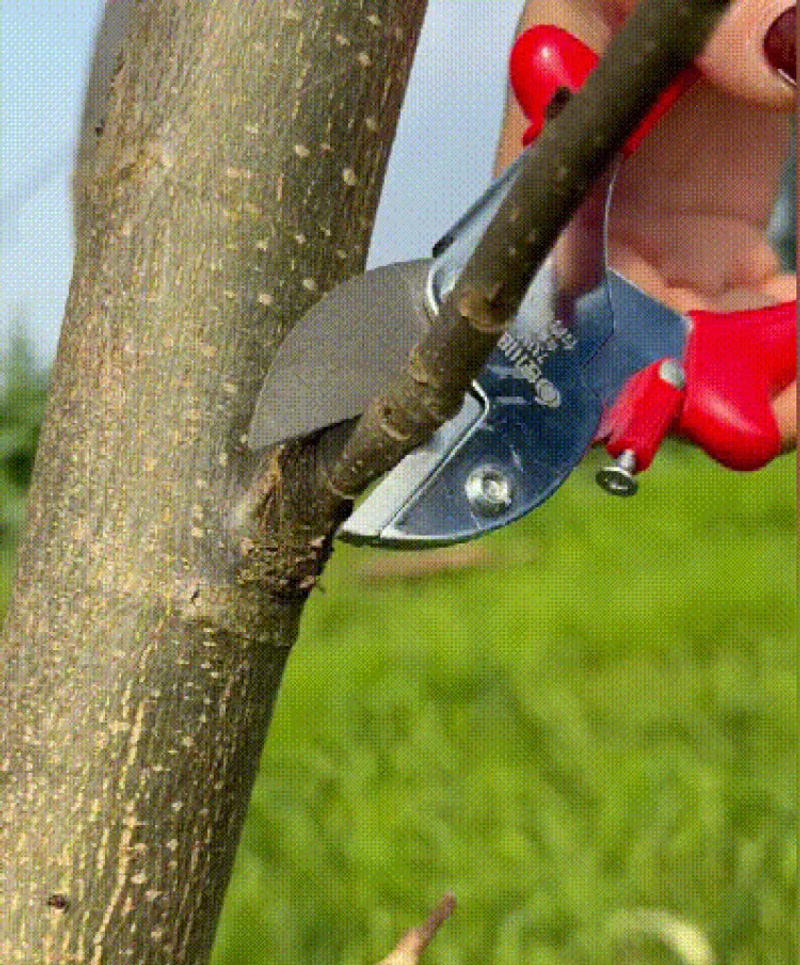 Description Picture 4 of itemPowerful Grape branch labor-saving thick branch shears Special fruit tree shears Garden Pruning Shears Bonsai greening scissors