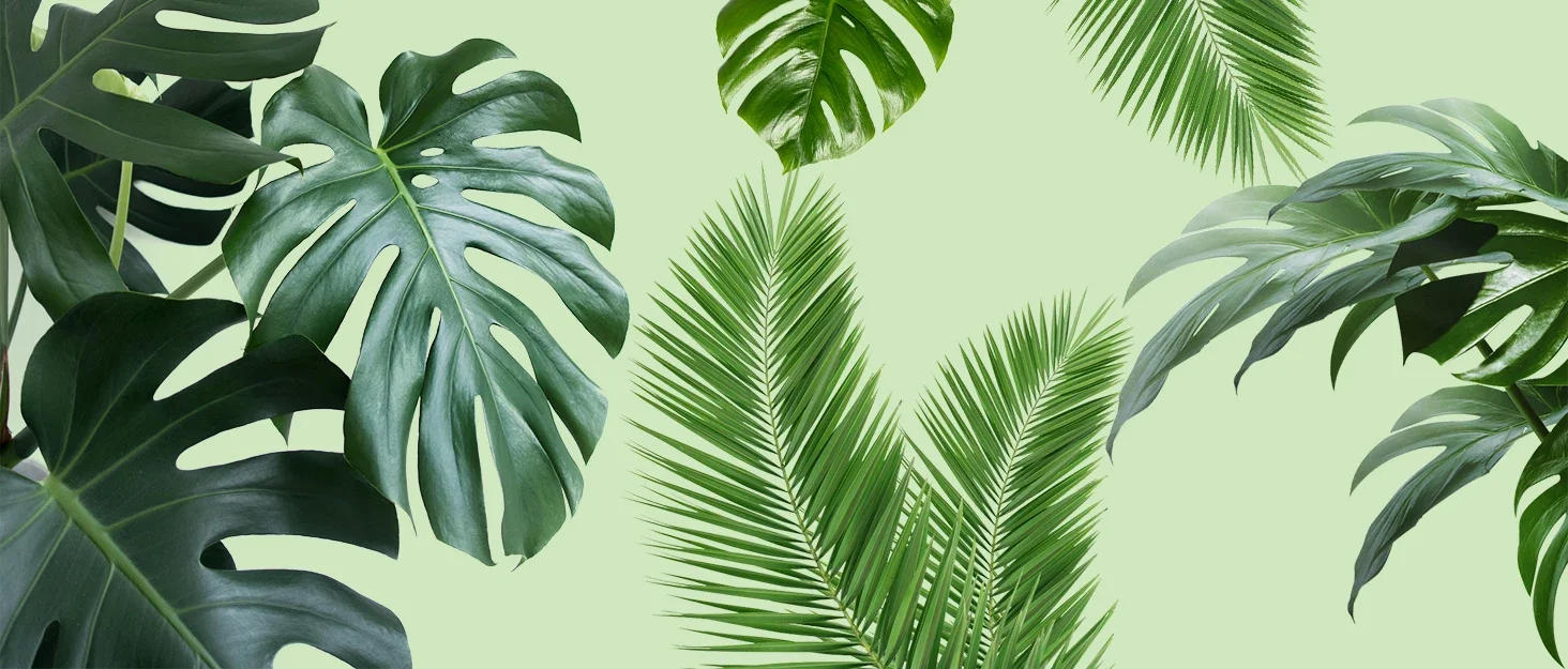 Description Picture 4 of itemMoss Pole Plastic Plant Stand Indoor Climbing Plants Guardian Tutors Pot Moss Stick For Plants Growth Garden Support Accessories