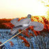 Slide image cabefaef8dcb4e3dba080adabe843b93