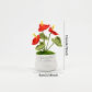 anthurium