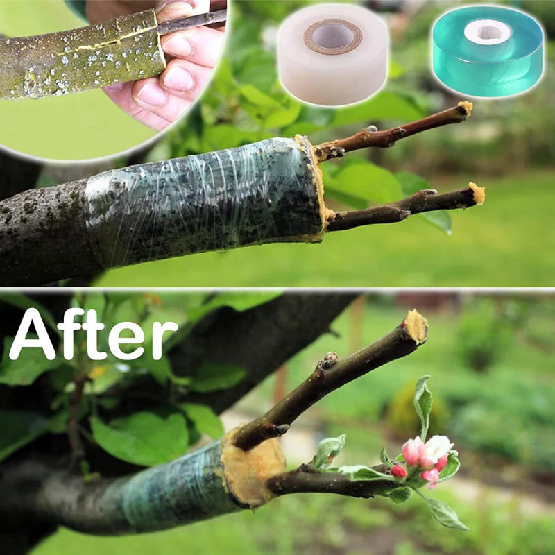 Description Picture 2 of item100 meters 2/3CM Grafting Tape Stretchable Self Adhesive Grafting Film Special Fruit Tree Grafting Tool Garden Bind Tape