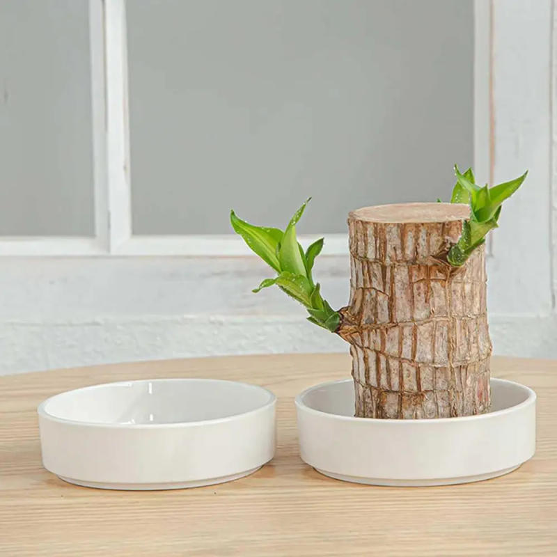 Description Picture 3 of itemMini Brazil Lucky Wooden Tray Brazilian Pot Tray Hydroponic Potted Tree Stump White Plate Ornament Home Tabletop Decocration