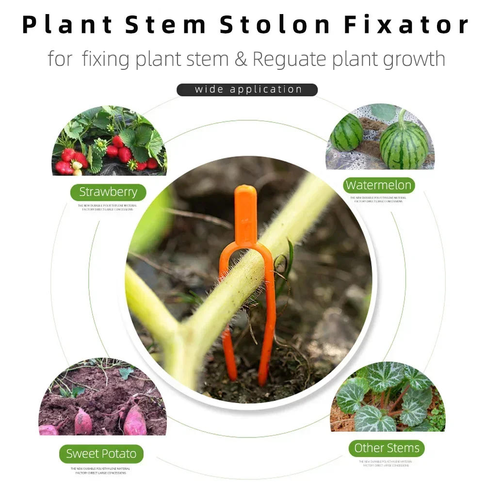 Description Picture 3 of item100PCS plant stem fixator, garden strawberry planting fork, watermelon fixing fixture, clamp, plant bracket
