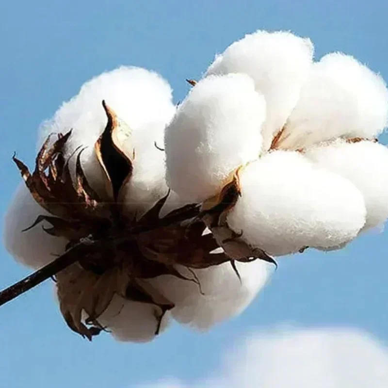 Description Picture 6 of itemCotton Fashion Women's Light Luxury Top Letter Printed T-shirt Spring Summer Short Sleeve DSQ2 Printed Casual Versatile Tshirt