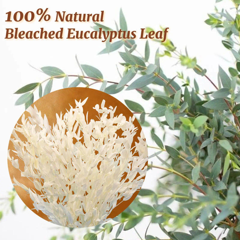 Description Picture 6 of itemDried Real White Eucalyptus Ruscus Stems,Natural Fresh Preserved Eucalyptus Leaves Bundles for Home Wedding Boho Party Decor DIY