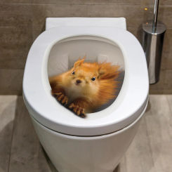 Creative Cute Squirrel Toilet Sticker Bathroom Toilet Cover Sticker Wall Stickers Wc  For Home  Decoration M264
