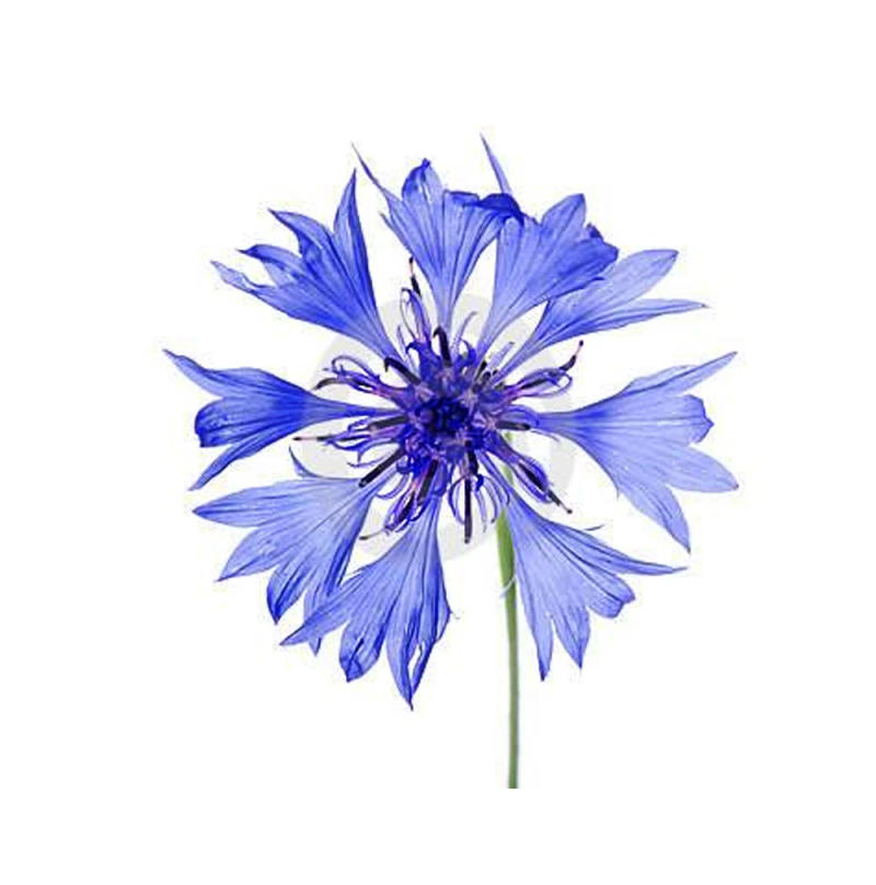 Description Picture 6 of item2pcs/set Cornflower Silicone Mold DIY Pastry Cake Fondant Leaf Mould Chocolate Flower Ice Clay Decoration Kitchen Bake ToolM2878