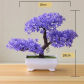 yunsong violet