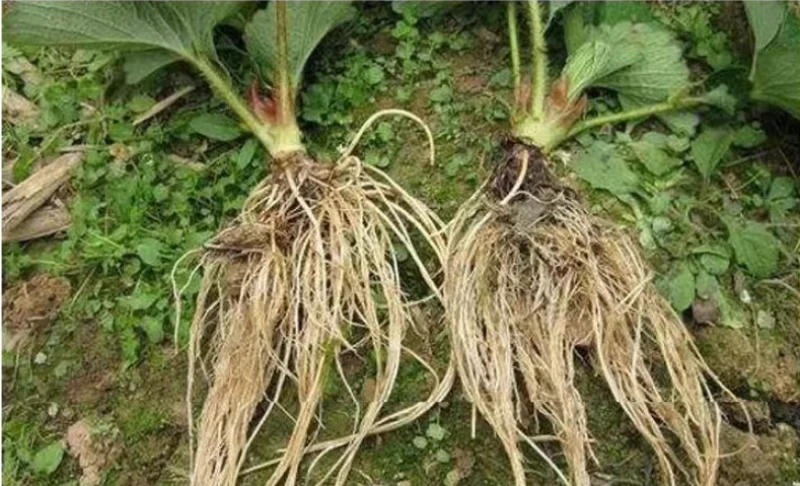 Description Picture 6 of item500g Mineral Source Potassium Fulvate Full Water Soluble Fertilizer DIY To Promote Rooting To Improve Soil Plant Fertilizer