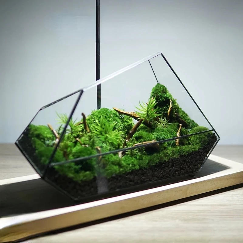 Description Picture 4 of itemMicro Landscape Planter Moss Rainforest Tank Geometric Glass Flower Room Irregular Ecological Vase Succulent Water Plant Vase
