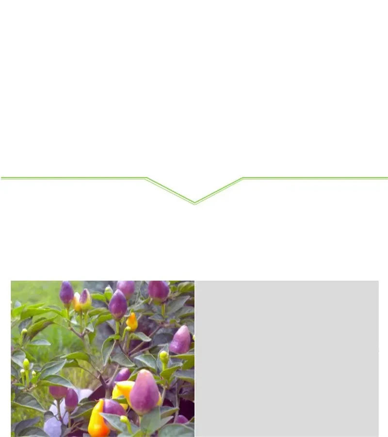 Description Picture 6 of item30g Special fertilizer for peppers, preserve flowers and fruits, and color puffed fruits Middle element water-soluble fertilizer