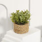 Plant 03