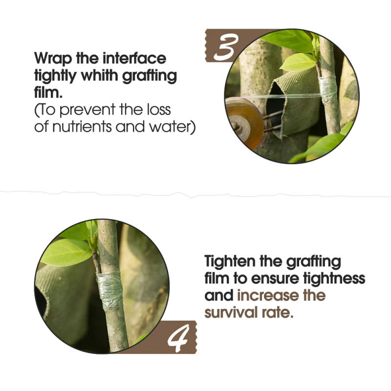 Description Picture 6 of item2-10CM PE Grafting Tape Self-adhesive Stretchable Clear Repair Film for Tree Plant Seedlings Vine Tomato Planting Garden Tools