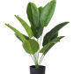 12 Leaves