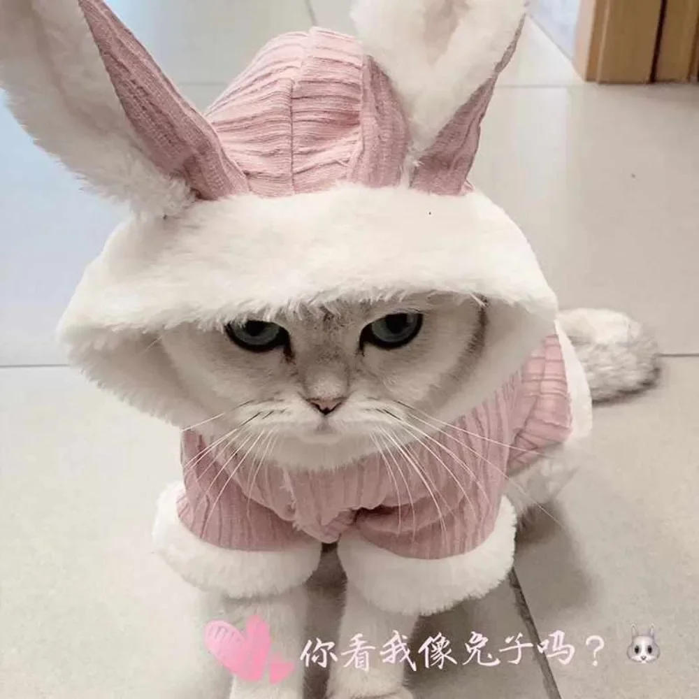 Description Picture 5 of itemLovable Cat Clothes Pet Autumn and Winterb Small Dog Kitten Two Legged Clothes Cat Puppy Warm Clothes Pet Costume Hairless Cat
