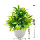 1pc Ardisia