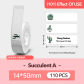 101-1450-Succulent A