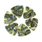 Seashell