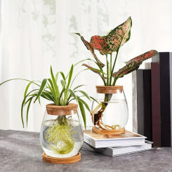 Water Planting Glass Vase With Lid And Wooden Stand Hydroponic Plants Propagation Station Planter Separated Desktop Decorations