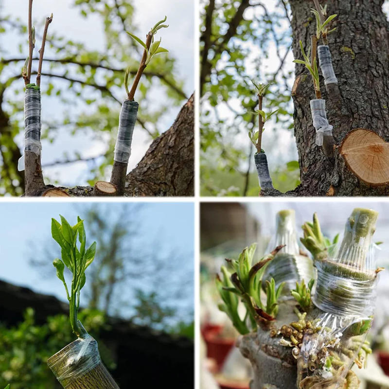 Description Picture 4 of item100 meters 2/3CM Grafting Tape Stretchable Self Adhesive Grafting Film Special Fruit Tree Grafting Tool Garden Bind Tape