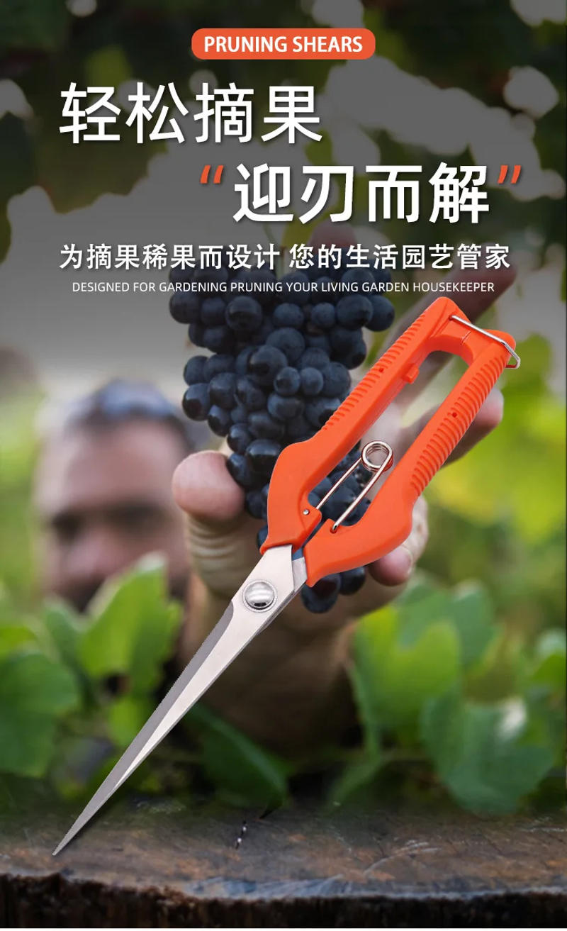 Description Picture 2 of itemPlus size Fruit Picking Scissors Stainless Steel Gardening Tool Scissors Fruit Picking Fruit Thinning Pruning Shears Tools