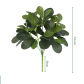 Polyscias1