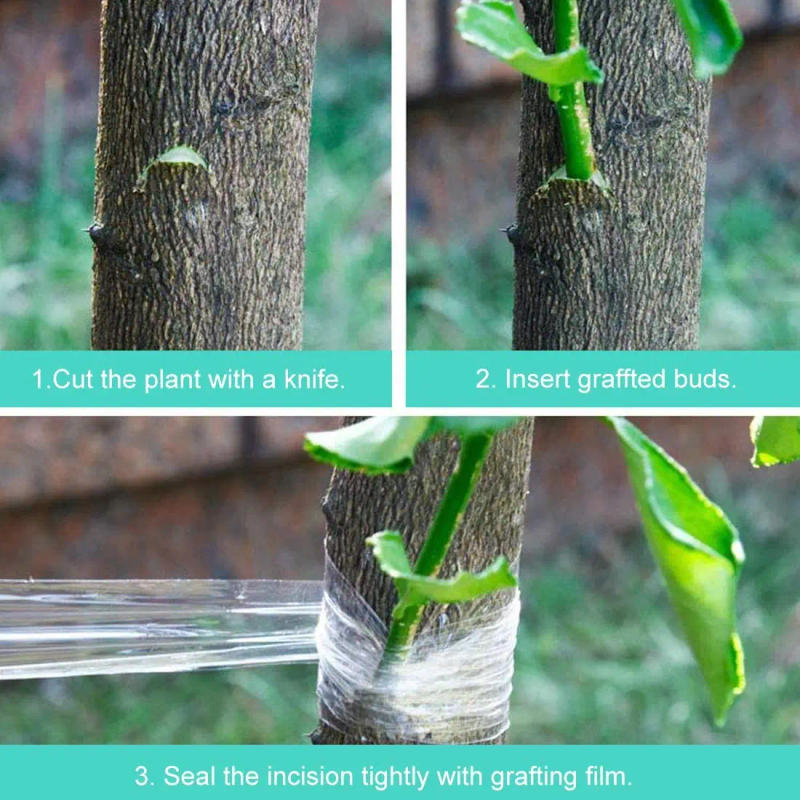 Description Picture 3 of item200M PE Grafting Tape Parafilm Garden Tree Plants Seedlings Vine Tomato Grafting Accessories Stretchable Grafting Floristry Film