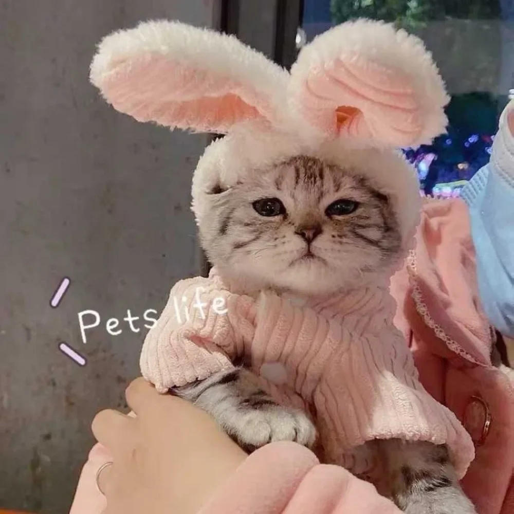 Description Picture 3 of itemLovable Cat Clothes Pet Autumn and Winterb Small Dog Kitten Two Legged Clothes Cat Puppy Warm Clothes Pet Costume Hairless Cat