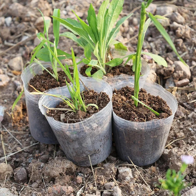 Description Picture 6 of item10/50pcs Transparent Nursery Pots with Drainage Hole Seed Starting Pot Flower Plant Container Gardening Planting Nutrition Cups