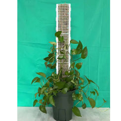 Plant Climbing Frame Plant Trellis Supporting Stick Plastic Moss Pole Indoor Plant Vine Hollow Moss Pole Stake Garden Accessory