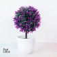 xingxingqiu purplere