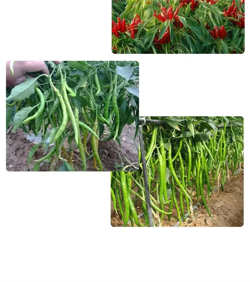 Description Picture 5 of item30g Special fertilizer for peppers, preserve flowers and fruits, and color puffed fruits Middle element water-soluble fertilizer