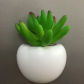 Chrysanthemum