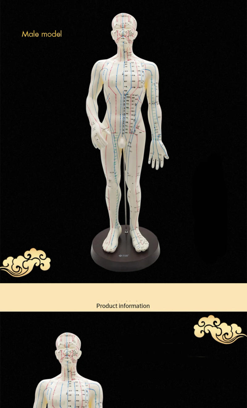 Description Picture 5 of itemMedical Chinese Medicine Meridians Acupuncture Moxibustion 52cm Model Point Mannequin Acupuncture Model Gold White Faster Ships